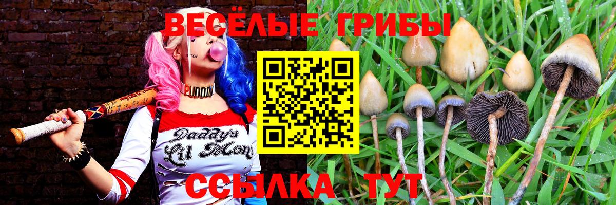 Галлюциногенные грибы Magic Shrooms  Вход с VPN  Дедовск  где можно купить наркотик  Галлюциногенные грибы мицелий 